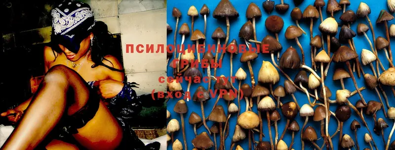 Галлюциногенные грибы MAGIC MUSHROOMS  это как зайти  Ивангород 